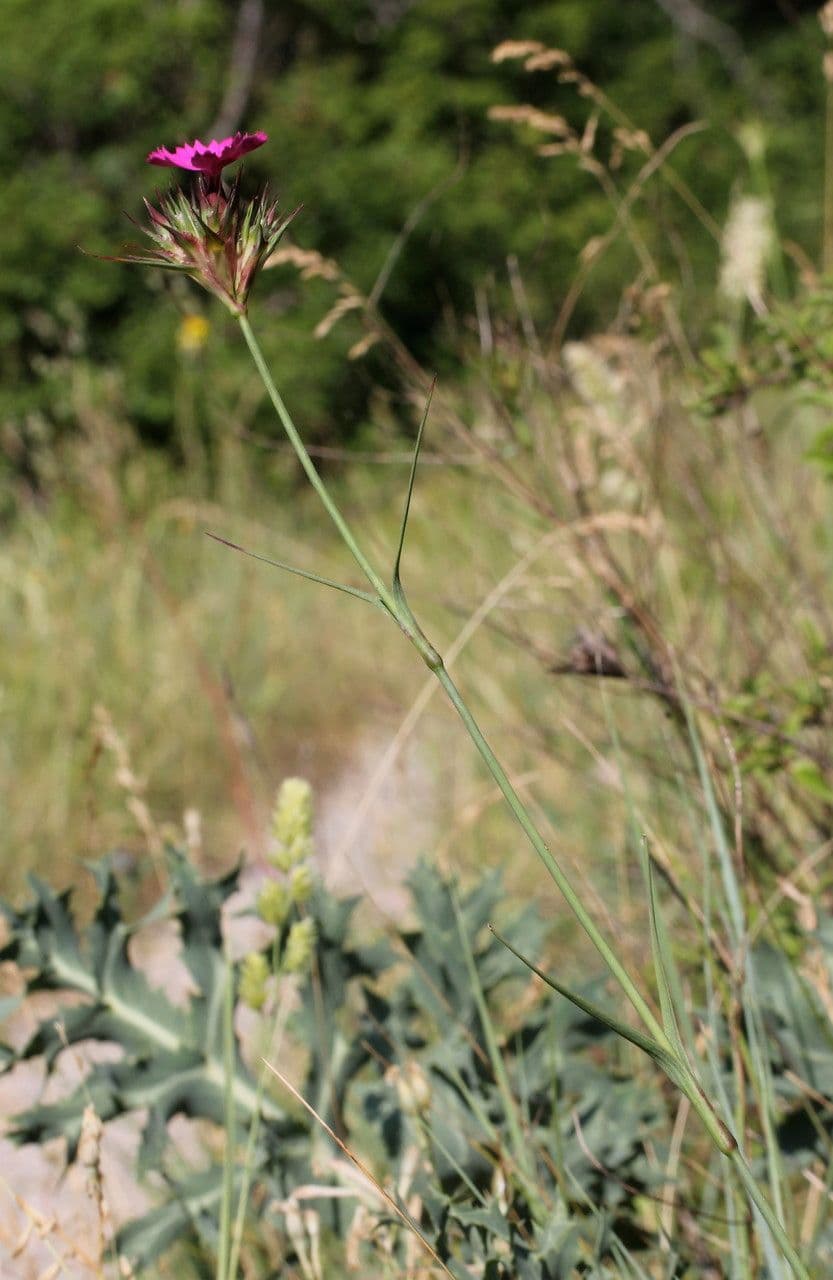 Garofano di Balbis 9