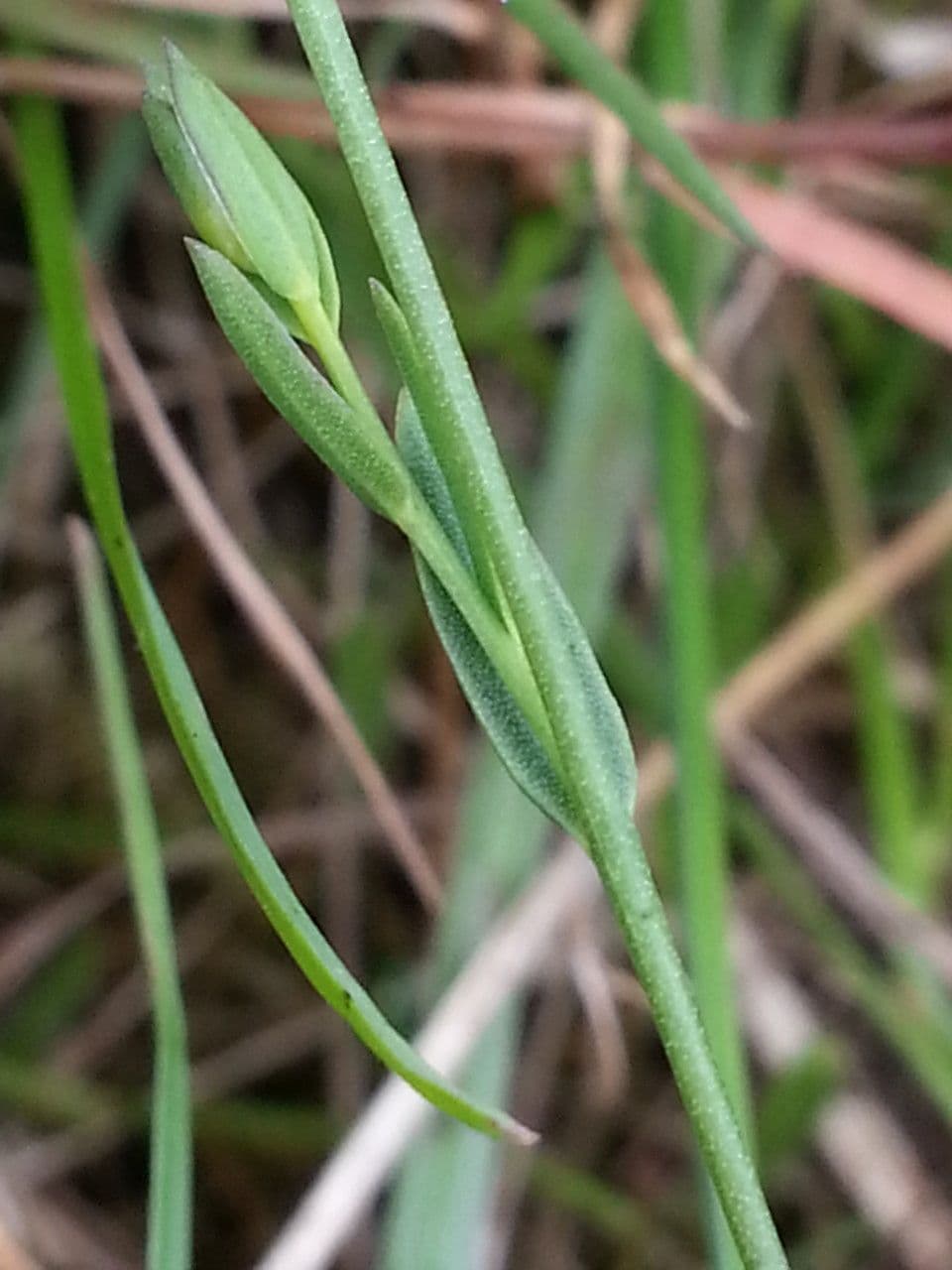 Linseed 24