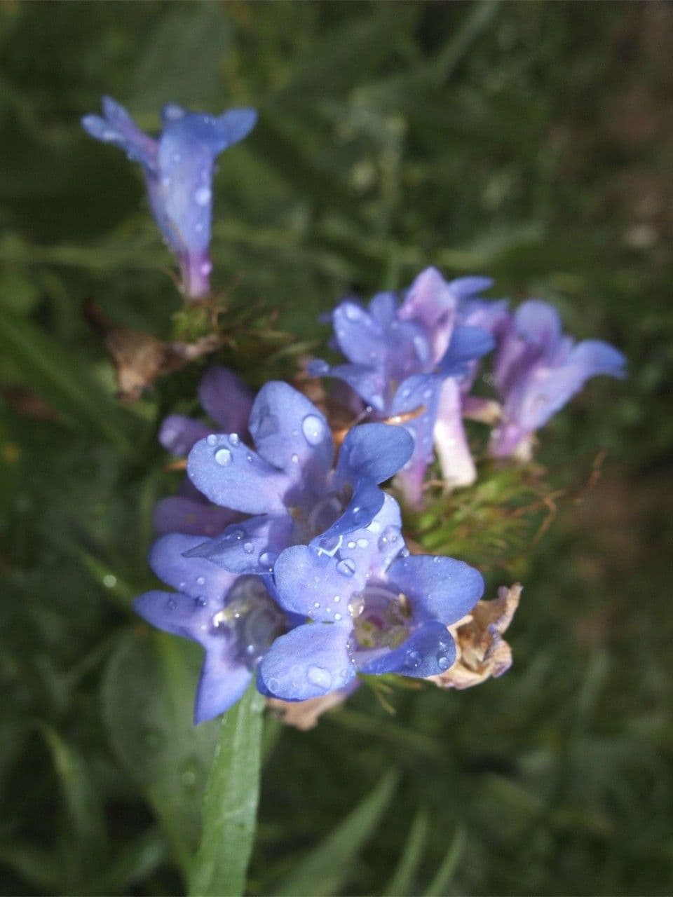 Penstemon