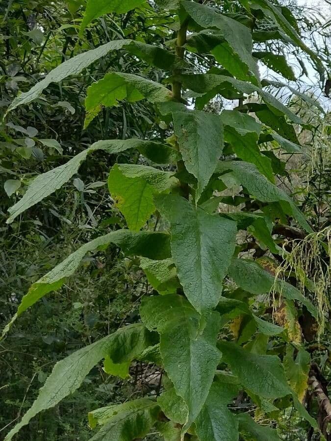 Calomeria 4