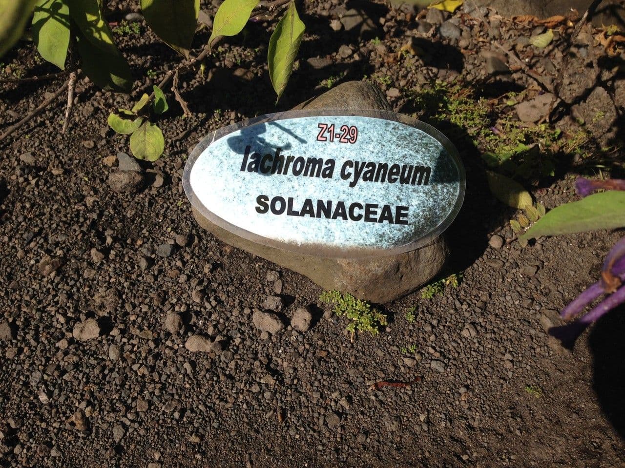 Iochroma 22