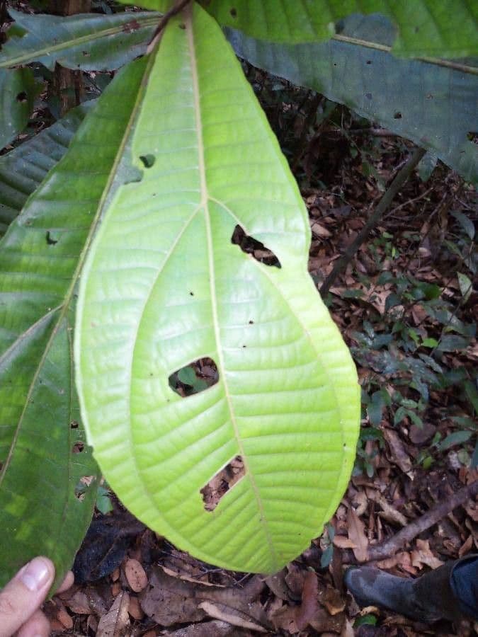 Miconia 2