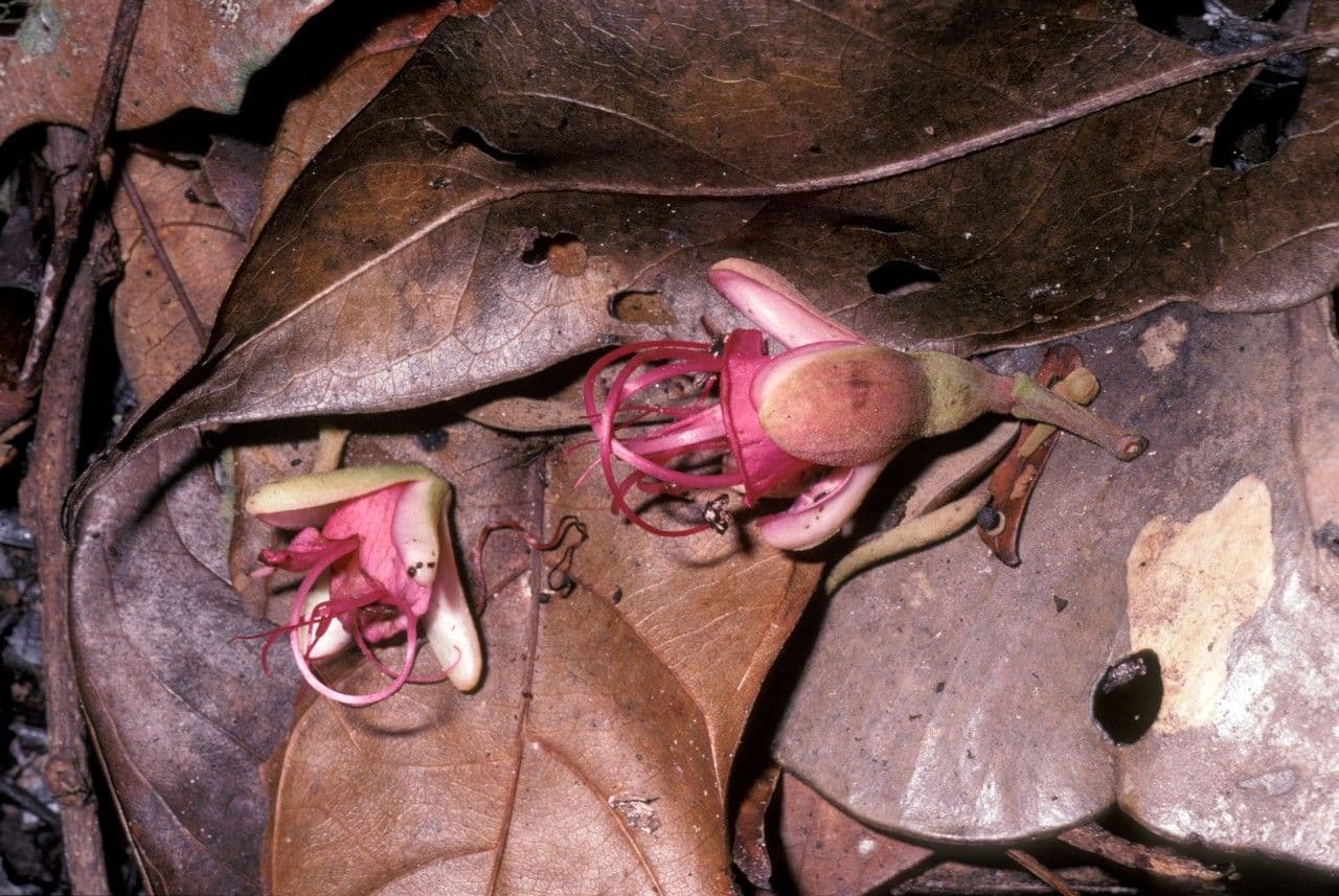 Eperua 4