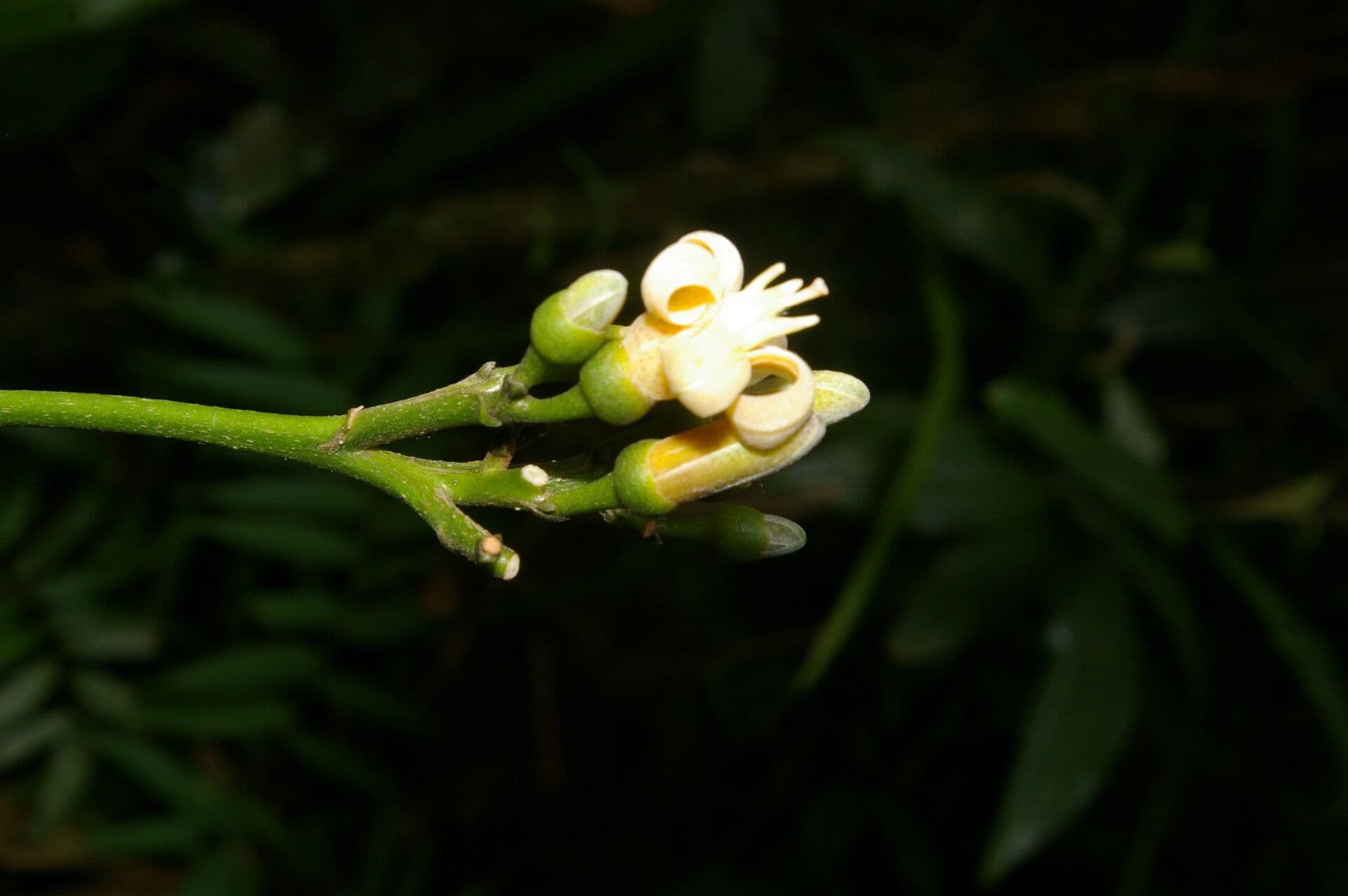 Conchocarpus 9