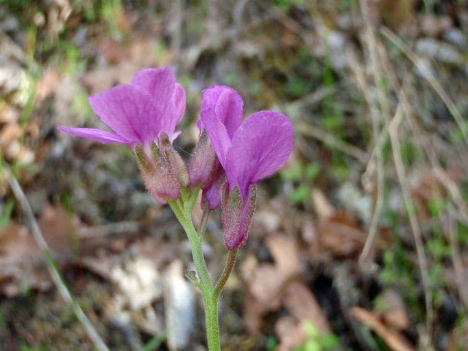 Arabis 3