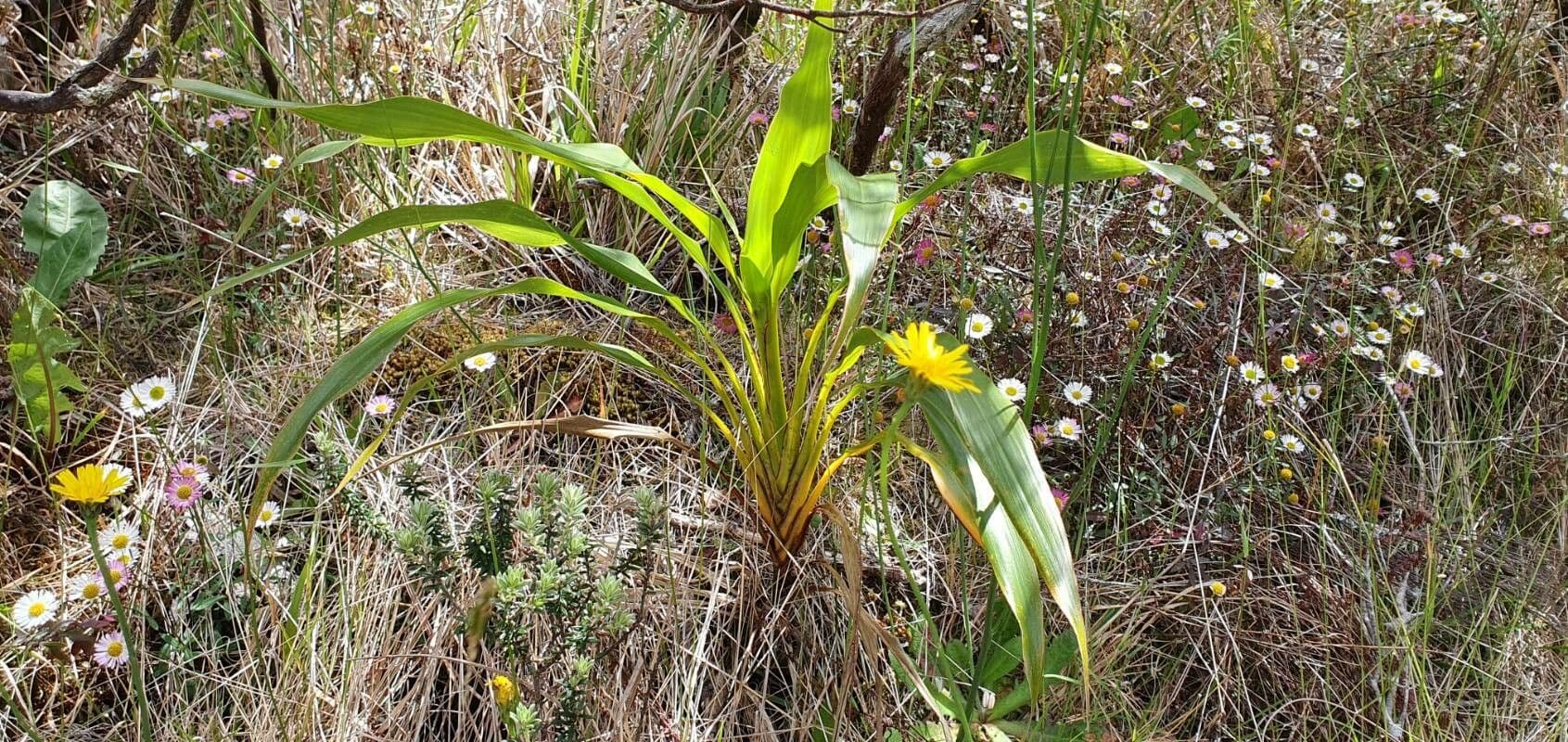 Cordyline mauritiana 19
