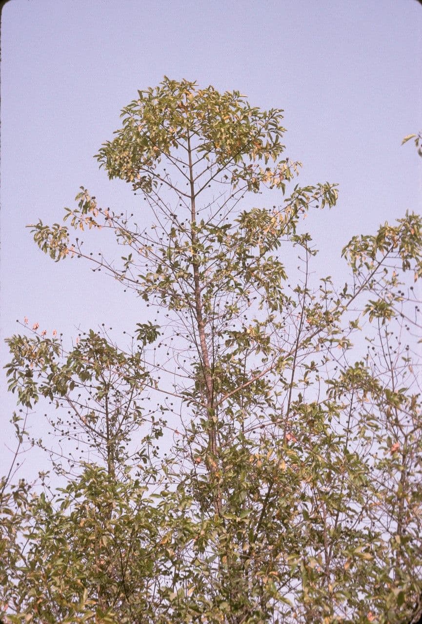 Mitragyna inermis 5