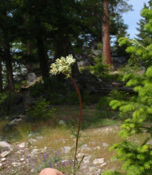 Horkelia tridentata 11