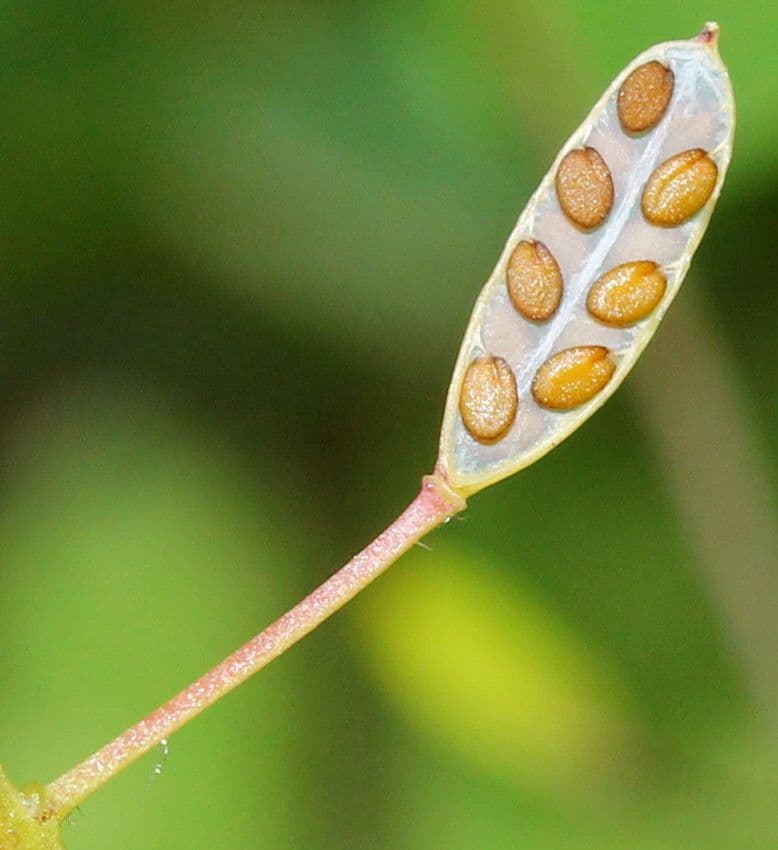 Draba murale