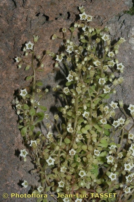 Borracina fragrante 11