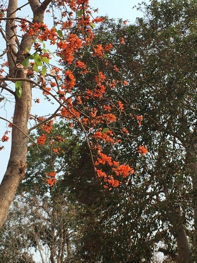 Erythrina bruna 17