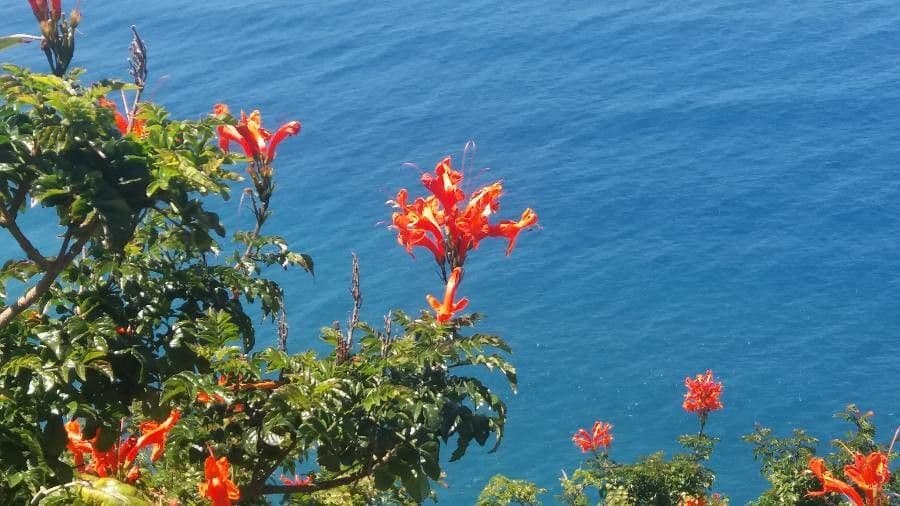 Tecoma del Capo 29