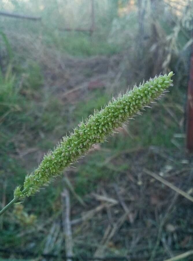 Pabbio verticillato 5