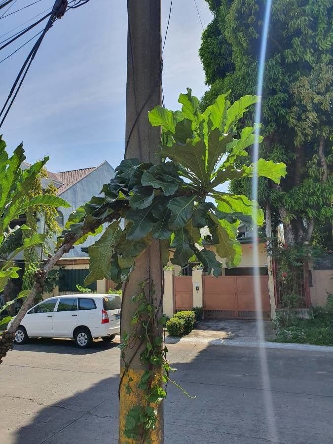 Forest big-leaf 4