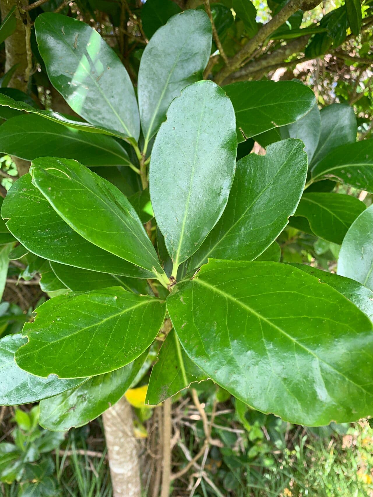 Karapofrucht 17