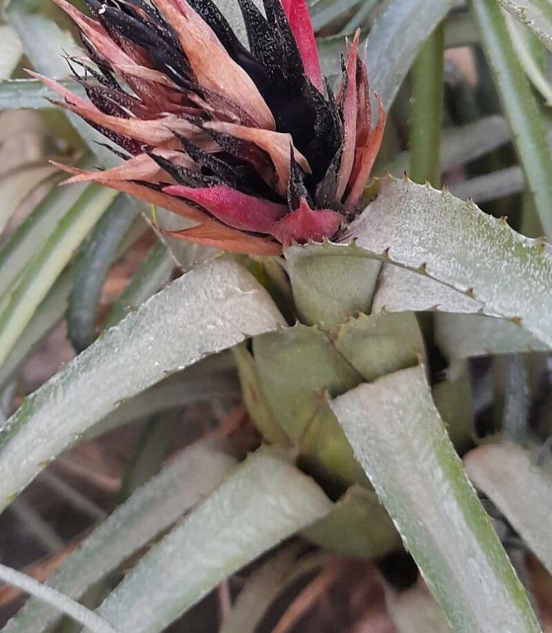 Bromelia 10