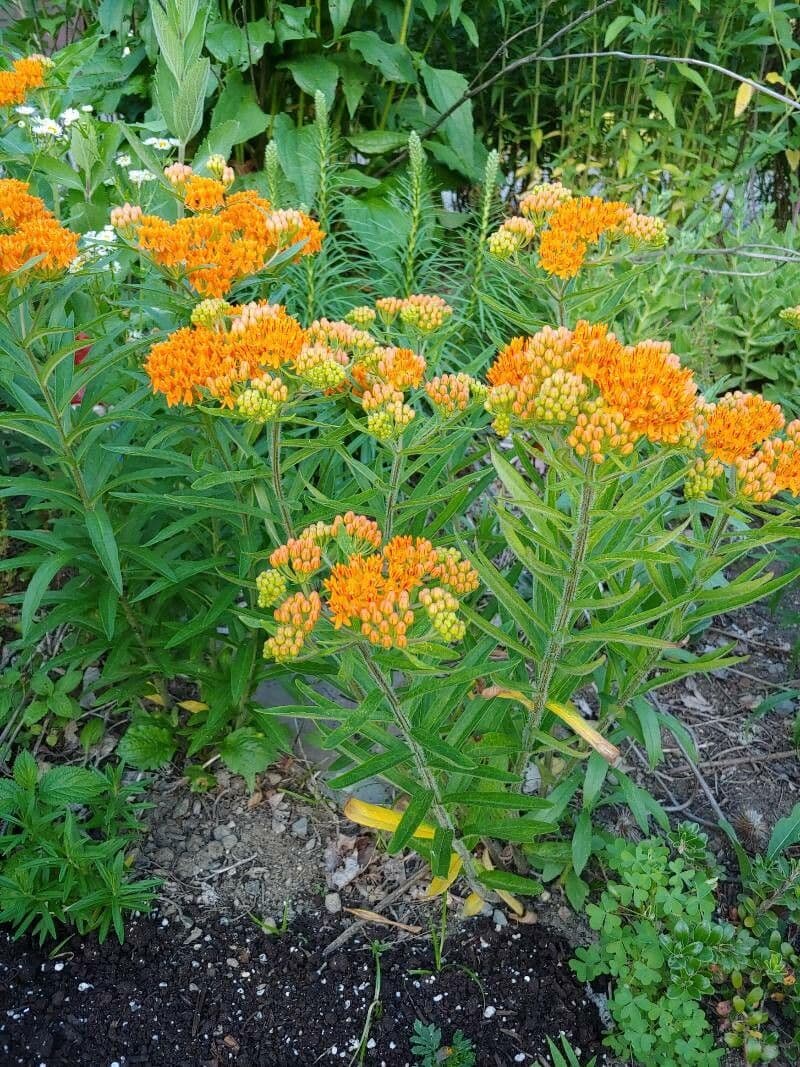 Asclepiade tuberosa 11