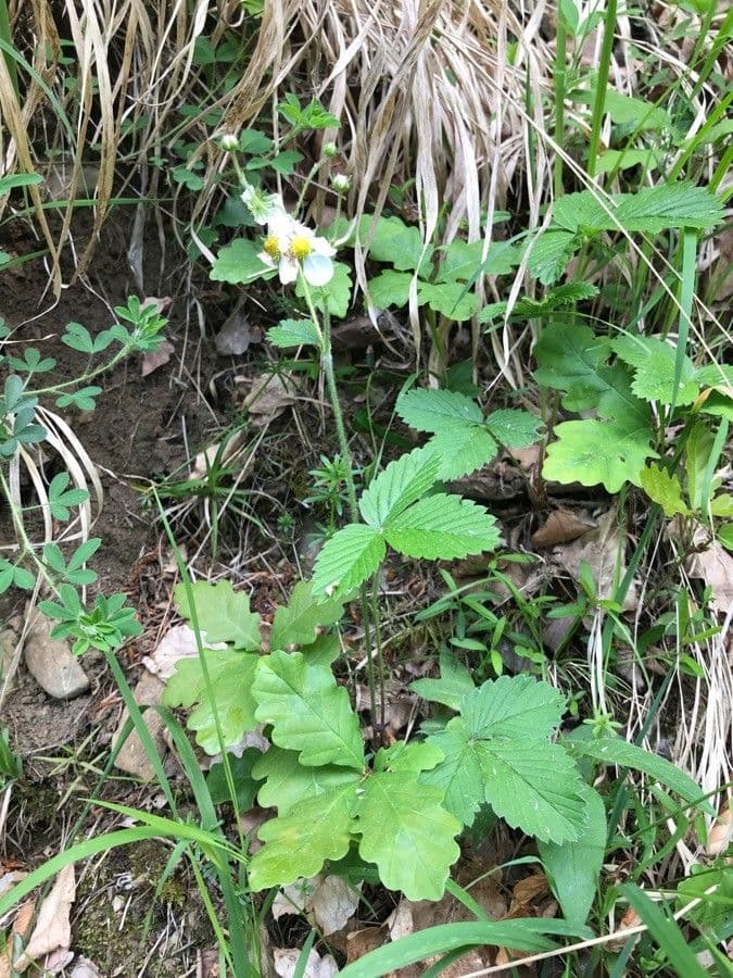 Moschus-Erdbeere 8