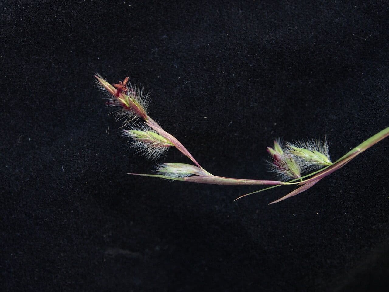 Themeda 5
