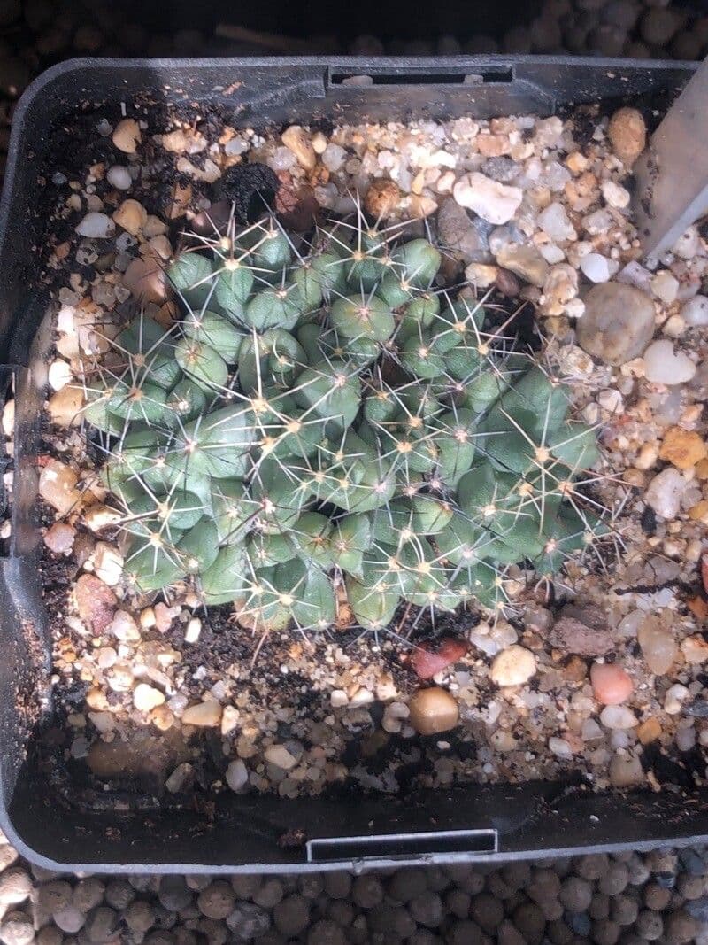 Coryphantha 2