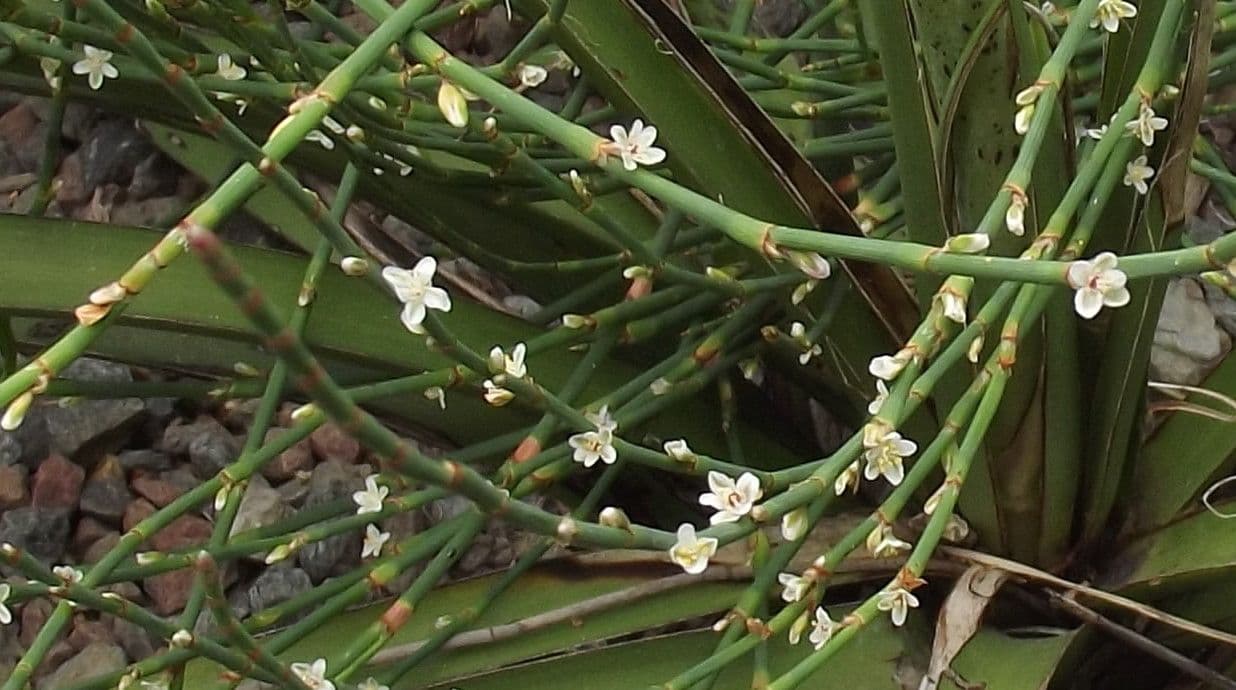 Polygonum 19
