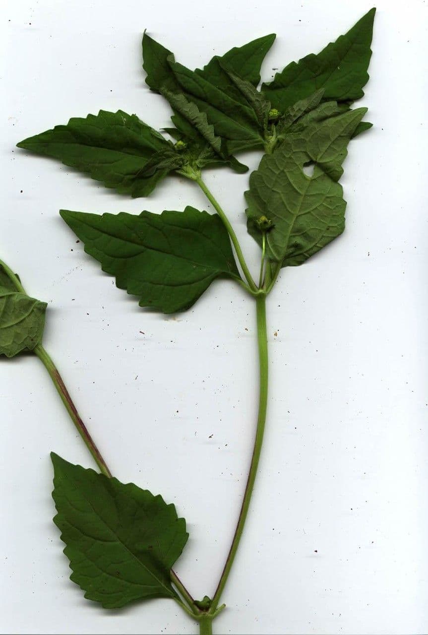 Melampodium 15