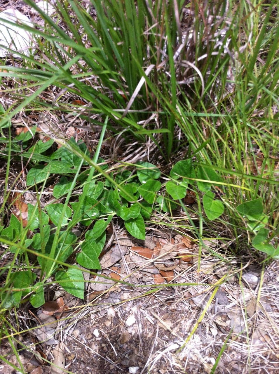 Matelea biflora 12