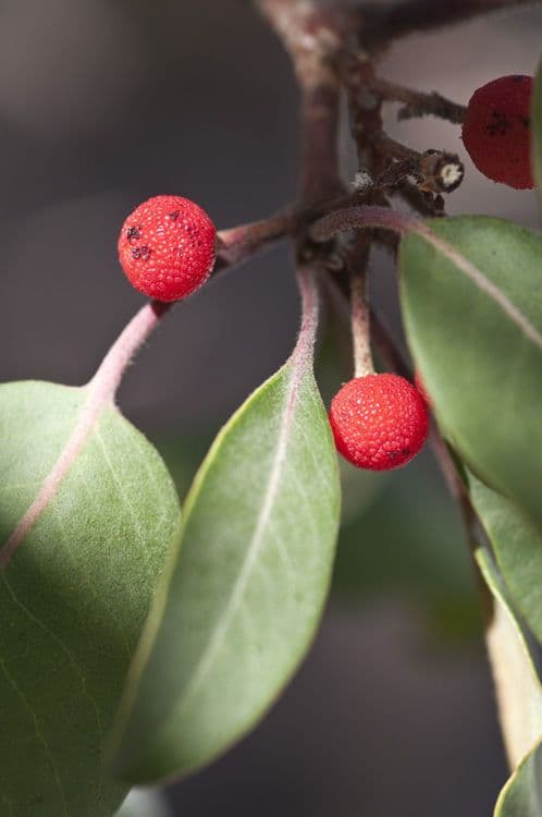Arbutus xalapensis 2
