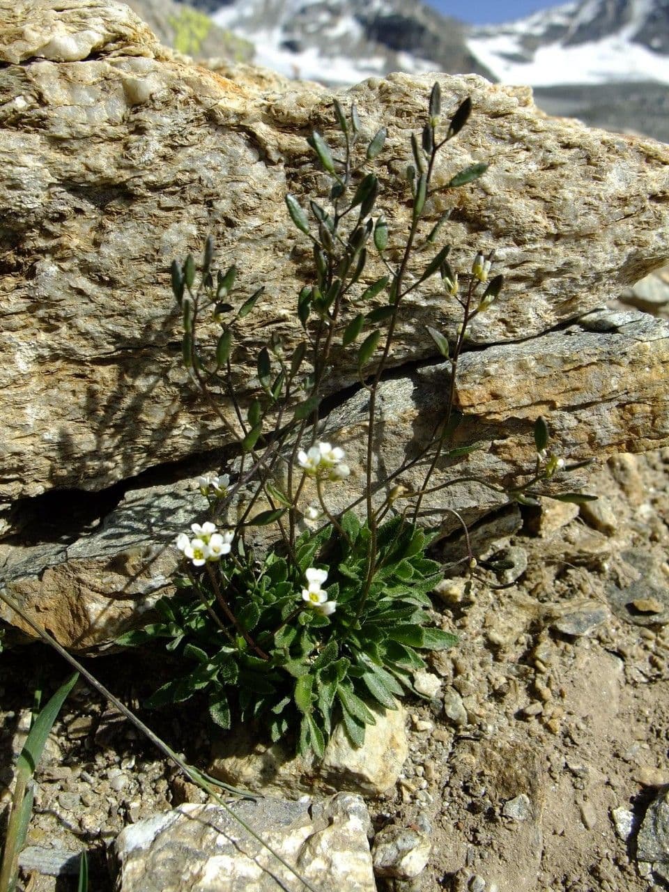 Draba 13