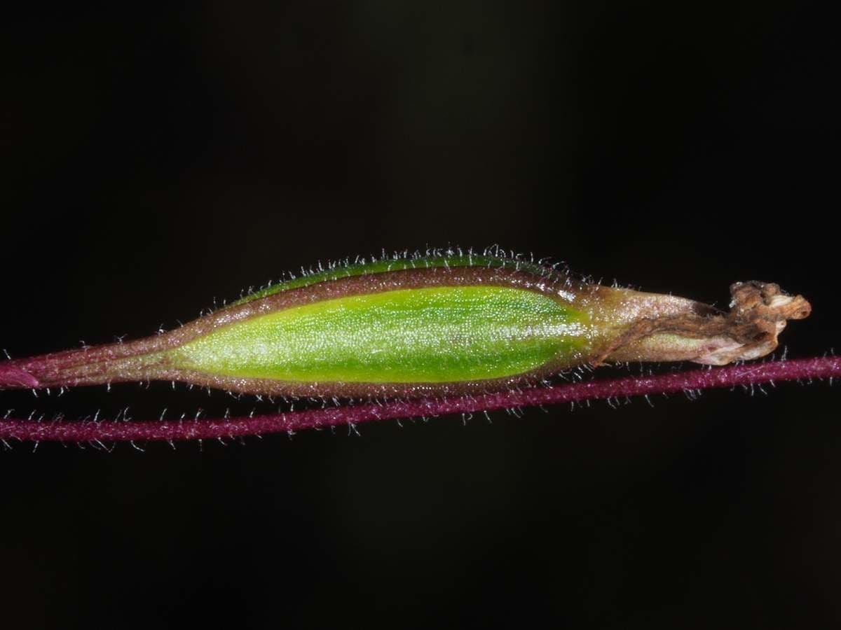 Caladenia