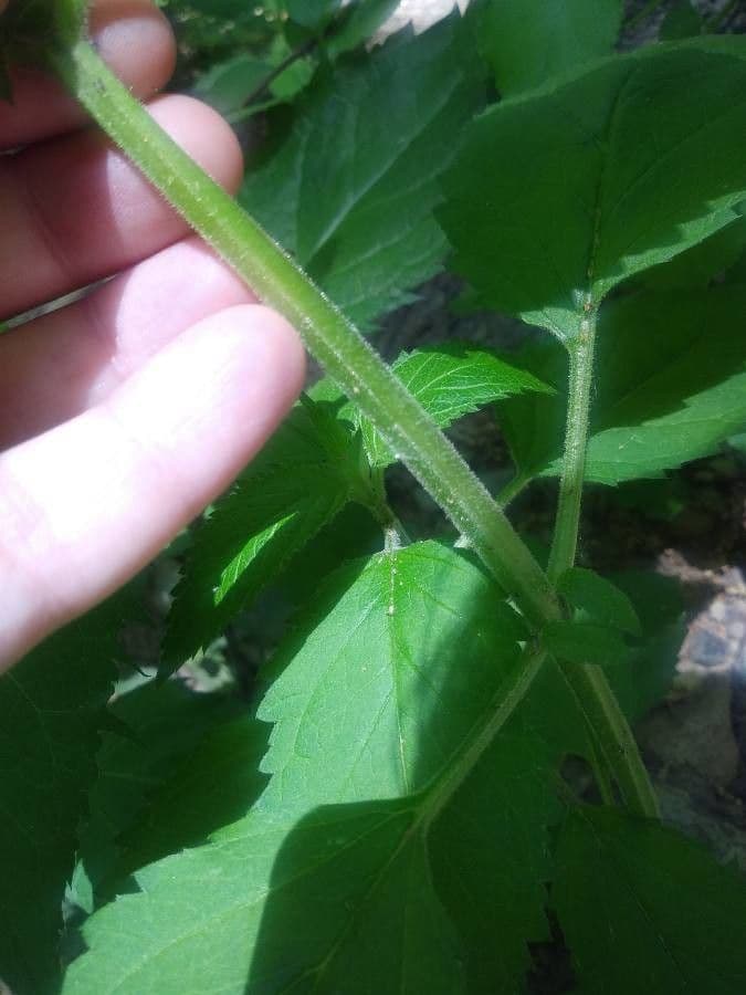 Verbena orticifolia 27