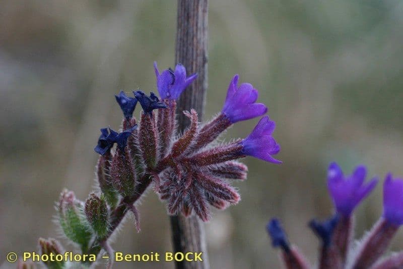 Buglossoide ondulata 2