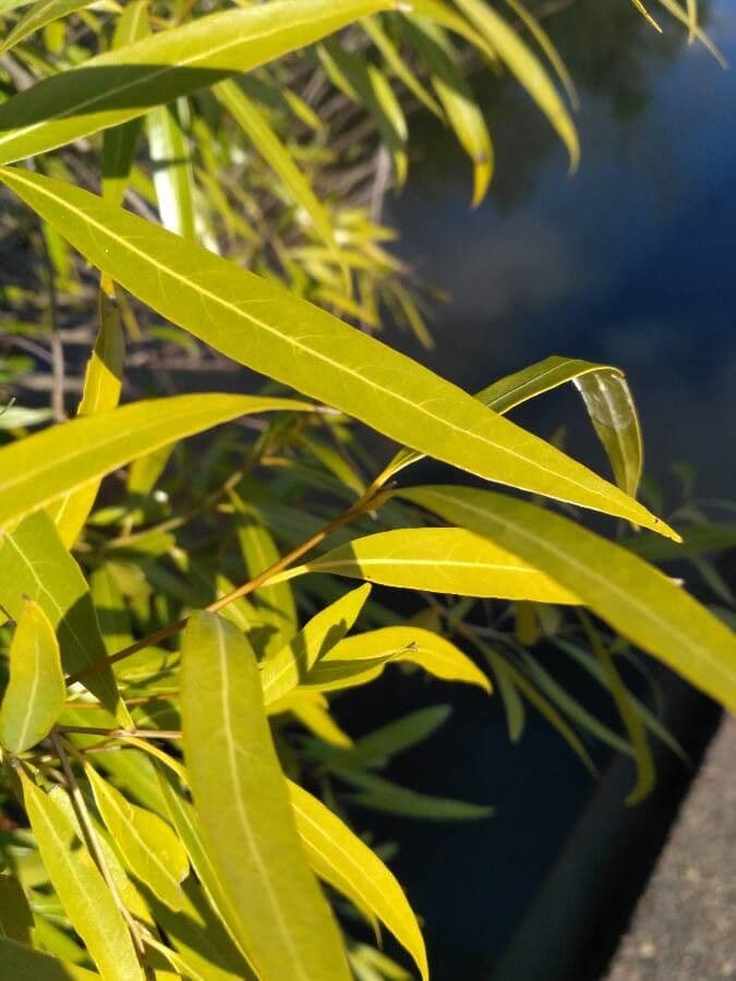 Nectandra angustifolia 9