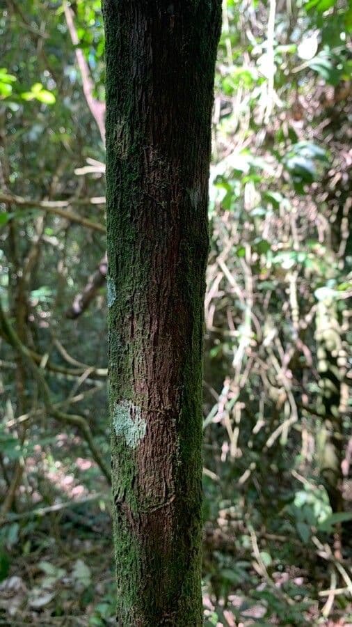Amaioua guianensis 7