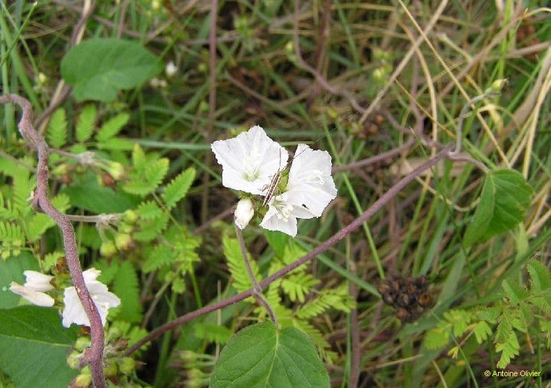 Jacquemontia paniculata 5