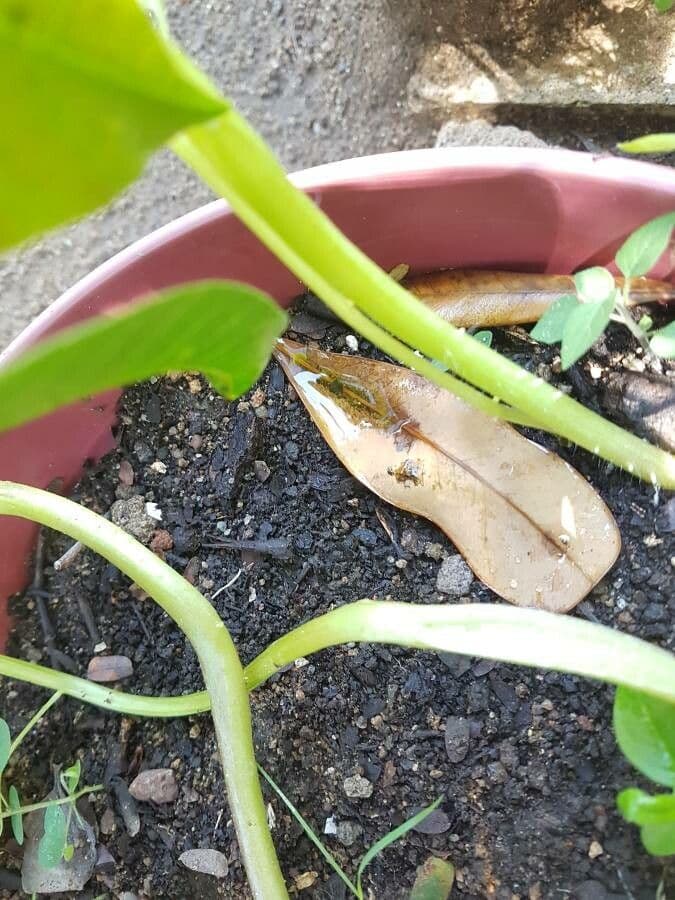 Tomatillo 24