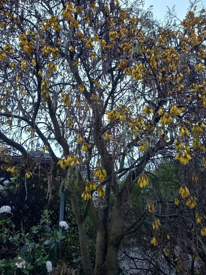 Sophora 10
