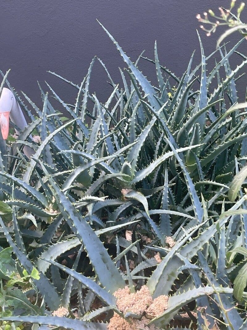 Aloe 7