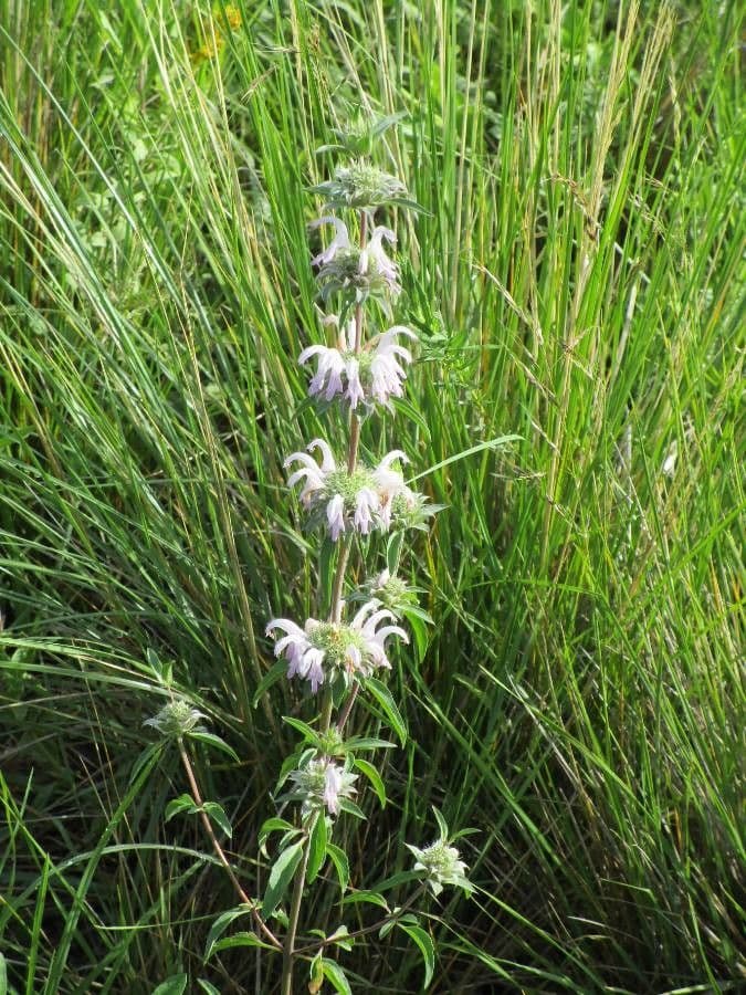 Monarda pectinada 2