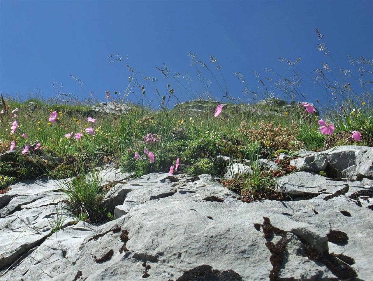 Garofano selvatico 7