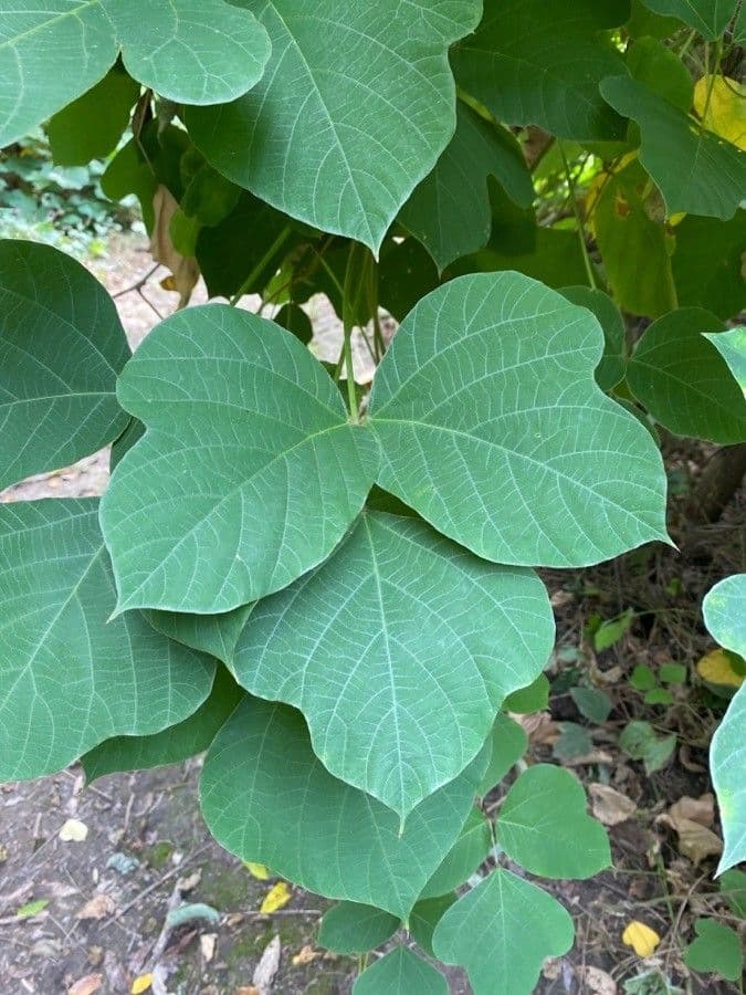 Kudzu 14