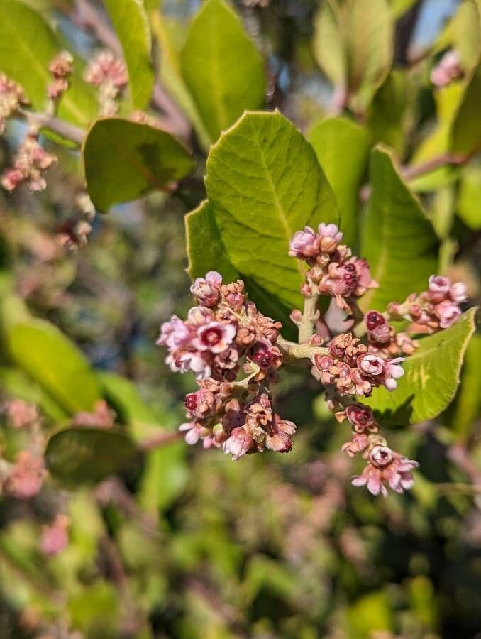 Sumac citronový 7