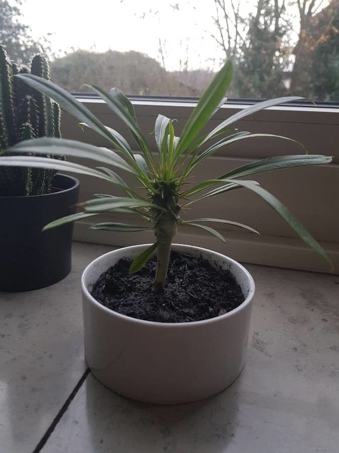 Madagaskar-Palme 2