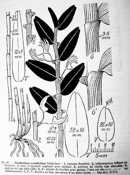 Dendrobium 14