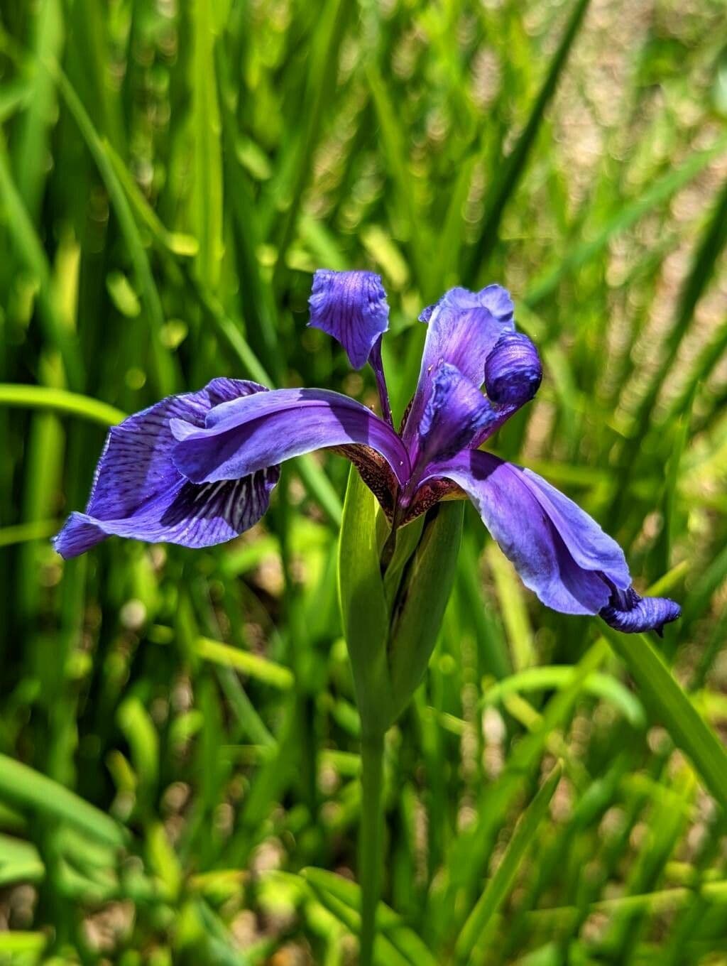 Iris 2