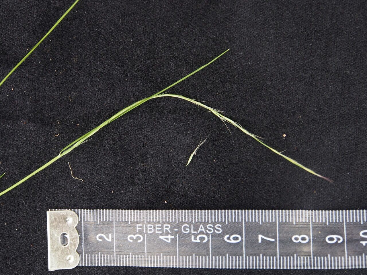 Tripogon 5