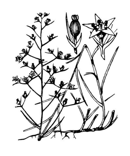 Thesium linofilo 23