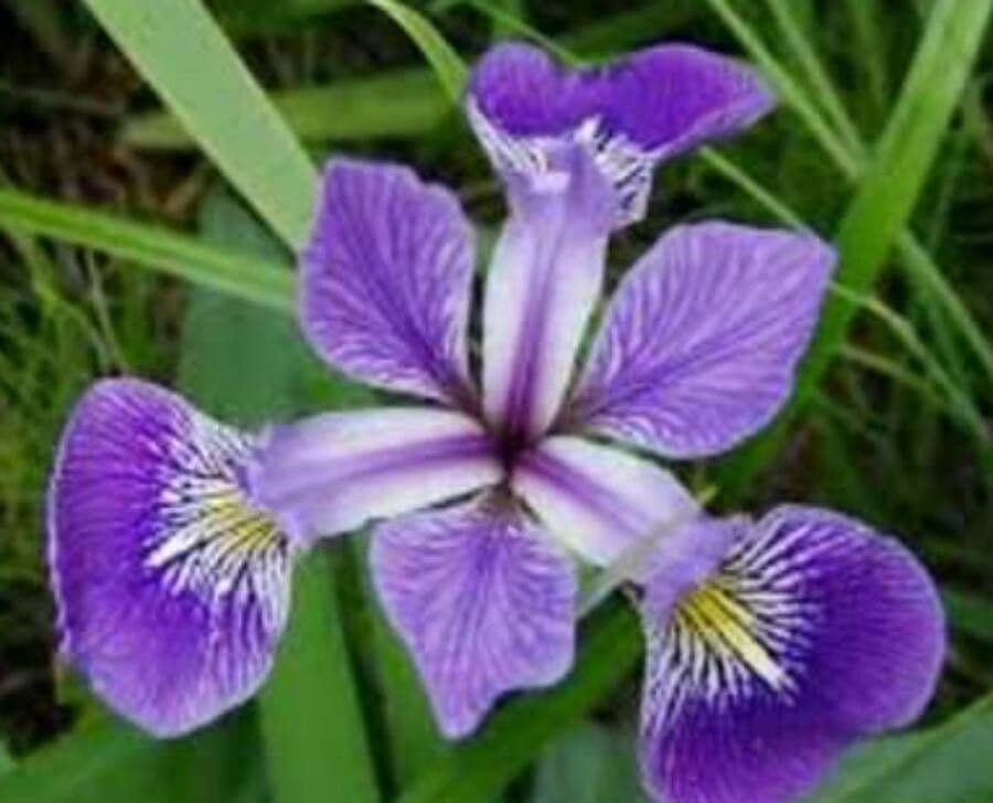 Iris tenace 5