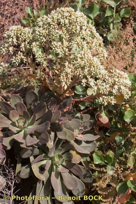 Aeonium 5