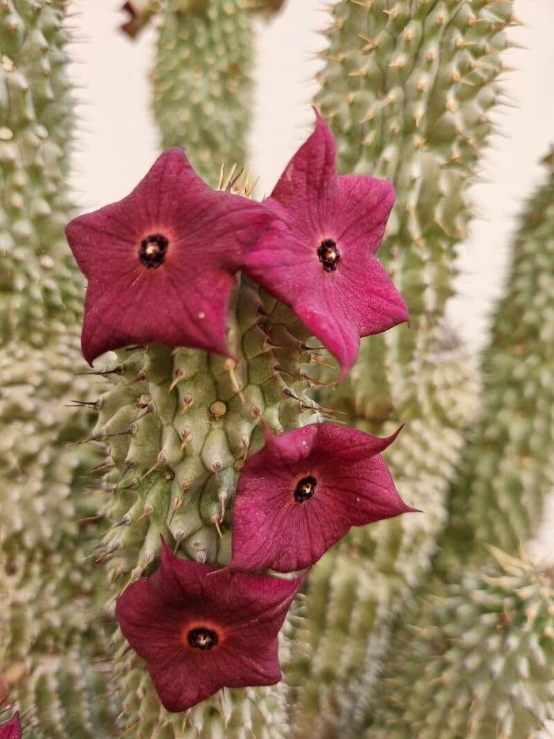 Hoodia 2